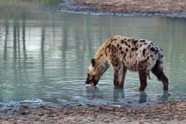 Timbavati spotted hyena 