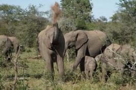 Umlani elephants Timbavati 