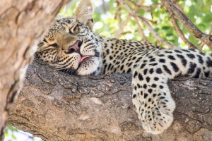 Umlani leopard by Never Ending Voyage