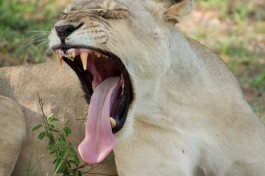 Umlani lioness Timbavati 