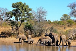 Timbavati elephant herd 