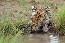 Timbavati leopard drinking 