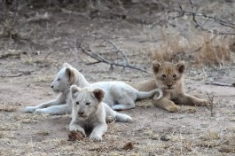 Timbavati lion cubs 