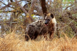 Timbavati spotted hyena 