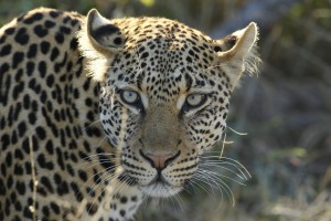Timbavati leopard close