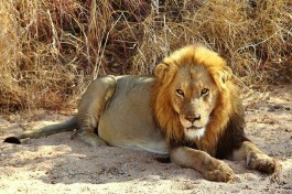 Timbavati lion 