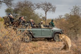 Timbavati lion vehicle 