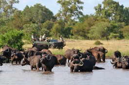 Umlani-bush-camp-buffaloes 