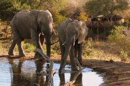 Umlani elephants drinking 