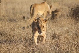 Tsavo East lions, Kenya Safari  by Daryle Dickens