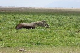 Budget Kenya Safari, Amboseli elephant  by Regina Hart