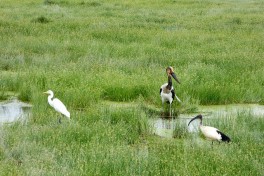 Amboseli Safari, birdlife  by Regina Hart