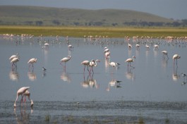 Flamingos in Amboseli National Park, Kenya  by Paul Mannix