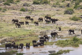 Kruger safari elephants  by Derek Keats