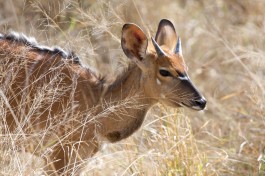 Small group Kruger safari game in Balule Private Reserve  by I Love Trees