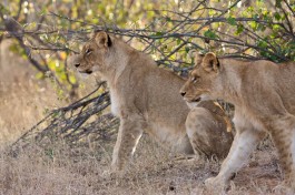 Private Big 5 game reserve, lions  by I Love Trees