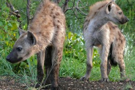 Kruger safari hyenas  by Bernard DUPONT