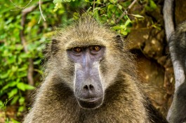 Kruger safari baboon  by Vaiz Ha