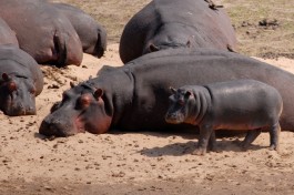 Kruger safari hippos  by F Mira