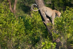 Leopard on Kruger Safari by Chris Eason
