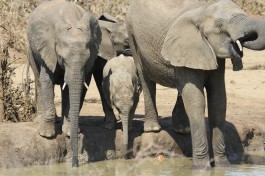Kruger Safari elephants  by Derek Keats