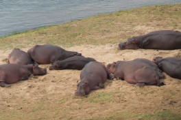 Kruger Safari hippos  by Eric Gropp