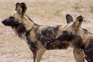 Private Game Reserves Lodge Safari by I Love Trees
