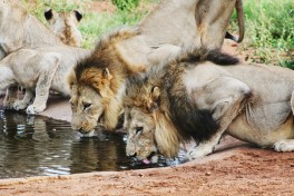 Lions in Balule, Greater Kruger Safari  by April Killingsworth