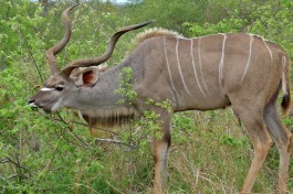Kruger Safari kudu  by Bernard DUPONT