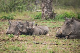 Kruger & Private Reserves Safari - Warthogs 
