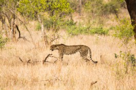 Kruger Safari cheetah 