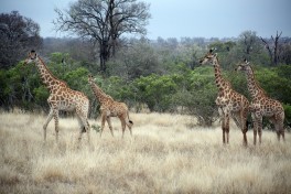 Kruger Safari giraffes  by flowcomm