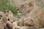 Kruger Safari lions