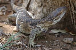 Kruger Safari rock monitor  by Derek Keats