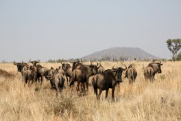 Kruger Safari wildebeest  by flowcomm