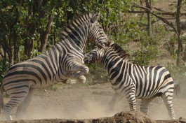 Kruger safari zebras  by Derek Keats
