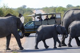Kruger Safari vehicle and elephants 