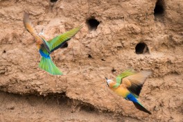 Kruger safari bee-eaters  by Ryan Kilpatrick