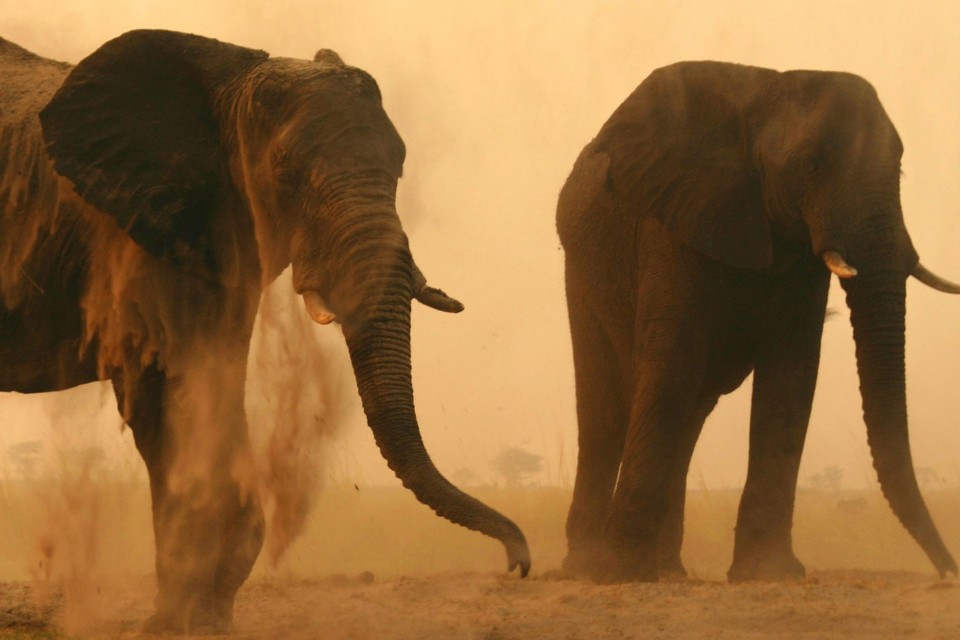 Chobe elephants