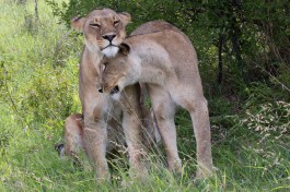 Kwai lionesses  by Lip Kee