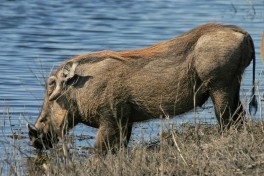 Warthog-drinking-cnp 