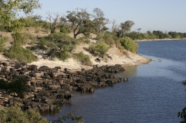Buffalo herd drinking chobe river 