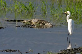 Chobe croc and egret 