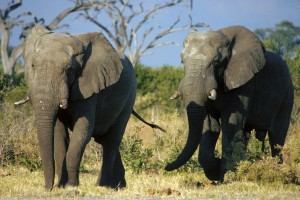 Savuti elephant bulls