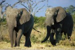 Savuti elephant bulls