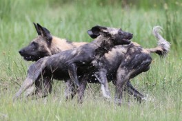Wild dogs  by Lip Kee