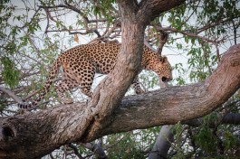 Moremi leopard  by 
Michael Jansen
