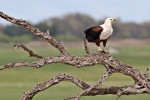 African fish eagle