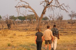 Khwai game walk 