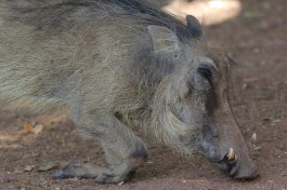 Mlilwane warthog  by Jochem Koole